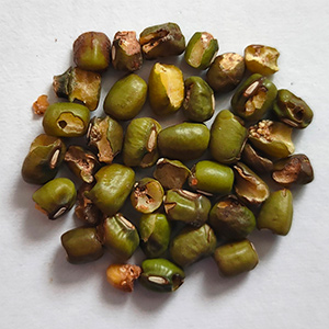 绿豆色选案例(图4)